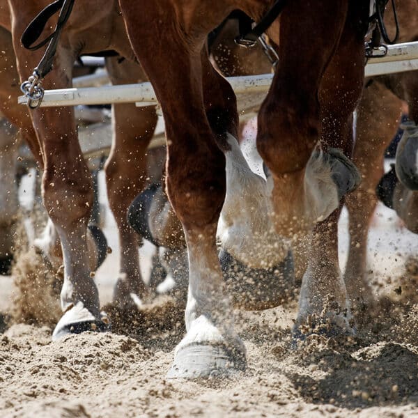 horse pull - Jackson County Fair